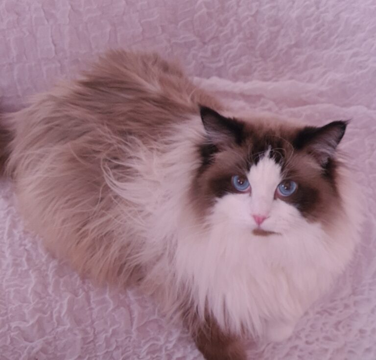 My Ragdoll cat Mr. Bishop